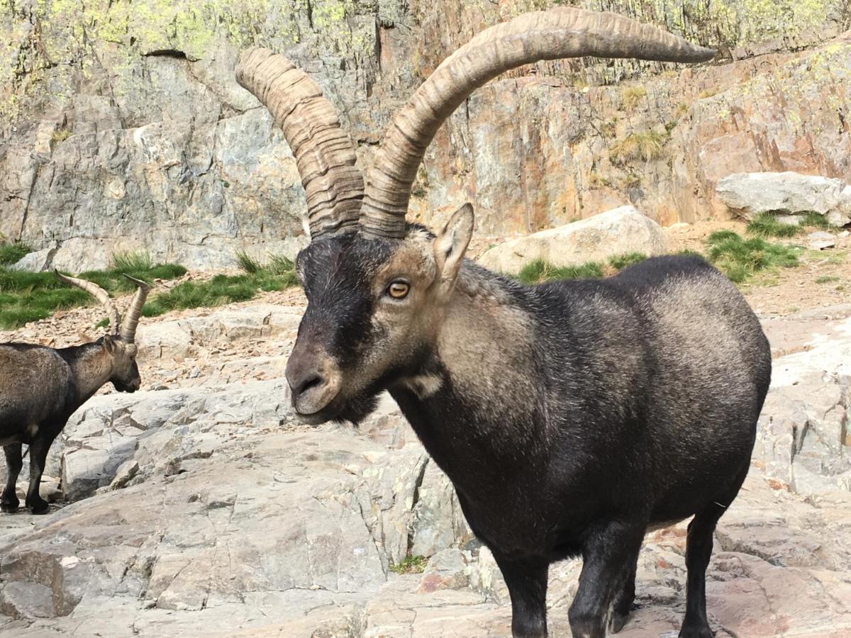 Cara Norte De Gredos Hoyos del Espino Dış mekan fotoğraf