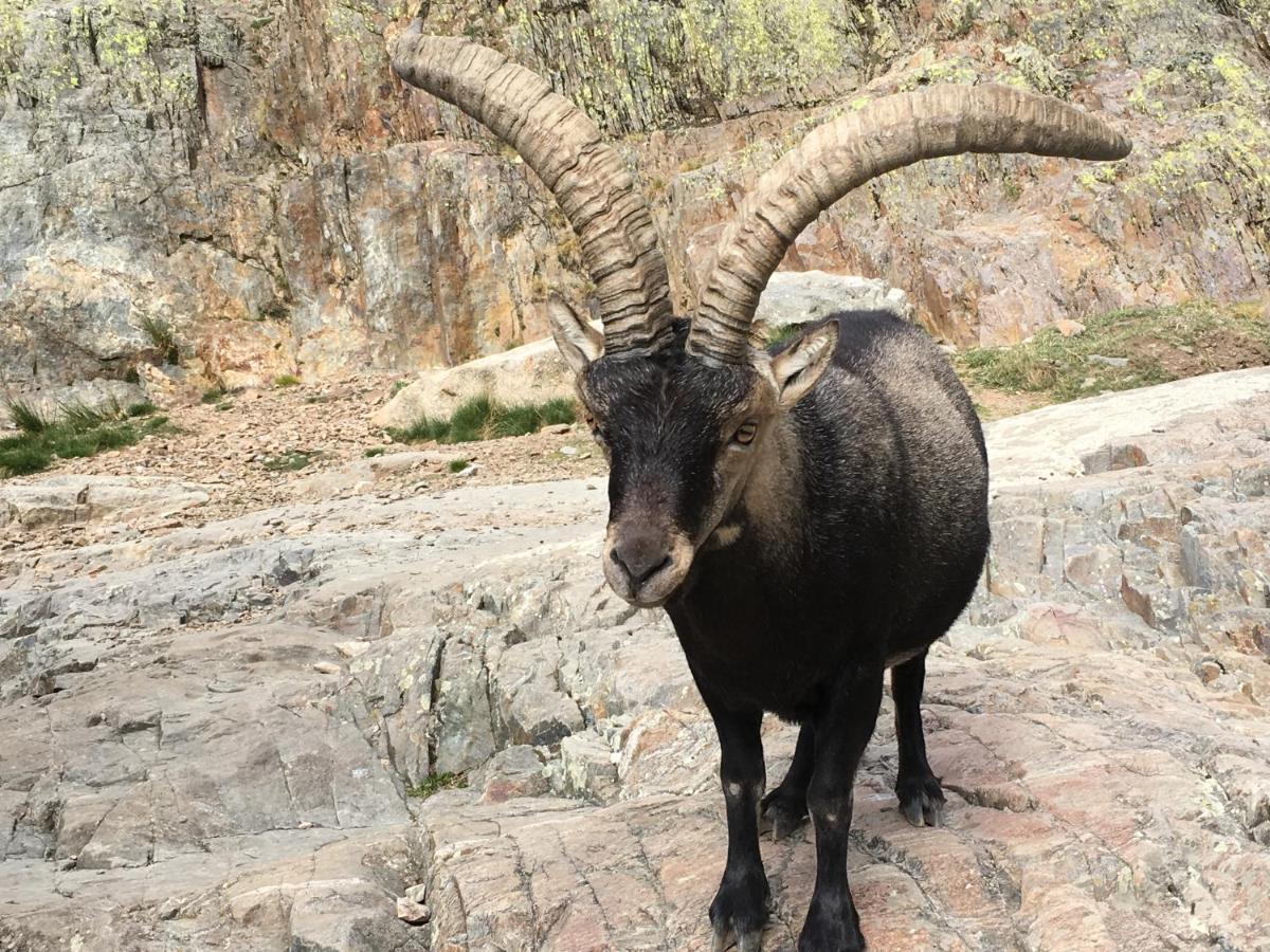 Cara Norte De Gredos Hoyos del Espino Dış mekan fotoğraf